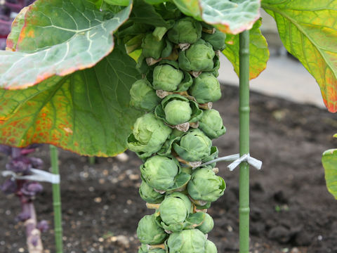 Brassica oleracea var. gemmifera cv. Green Star