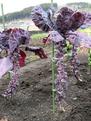 Brassica oleracea var. gemmifera cv. Purple Star