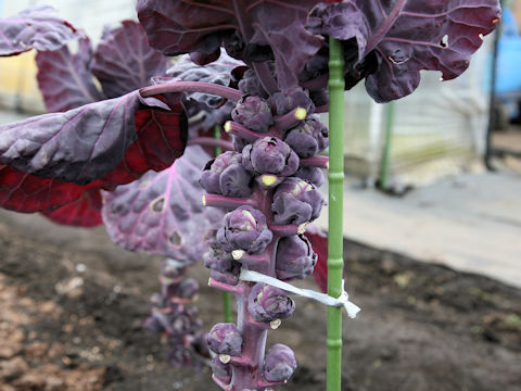 Brassica oleracea var. gemmifera cv. Purple Star