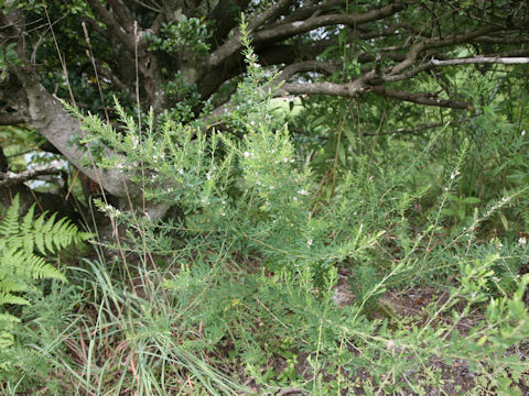 Lespedeza juncea var. subsessilis