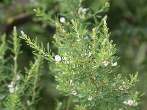 Lespedeza juncea var. subsessilis