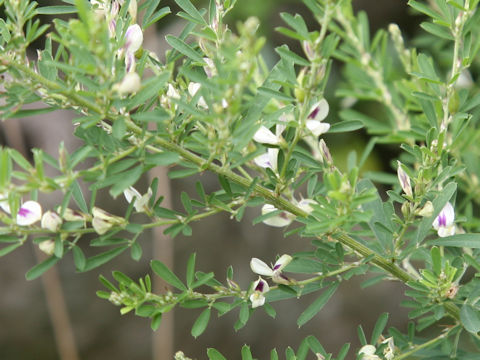 Lespedeza juncea var. subsessilis