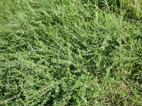 Lespedeza juncea var. subsessilis