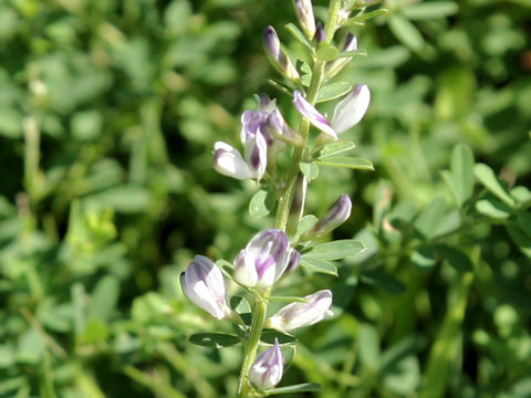 Lespedeza juncea var. subsessilis