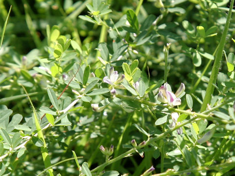 Lespedeza juncea var. subsessilis