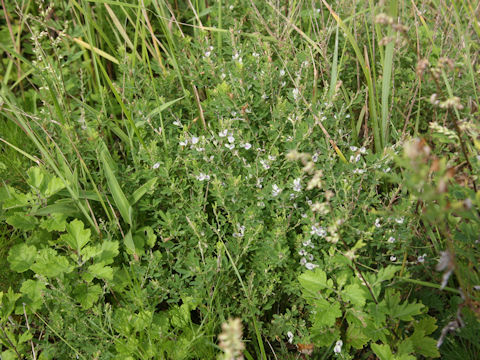 Lespedeza juncea var. subsessilis