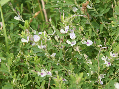 Lespedeza juncea var. subsessilis