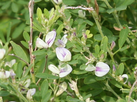 Lespedeza juncea var. subsessilis