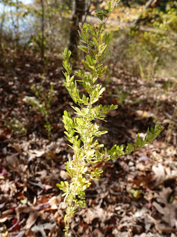Lespedeza juncea var. subsessilis