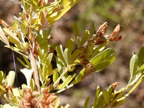 Lespedeza juncea var. subsessilis
