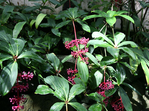 Medinilla speciosa