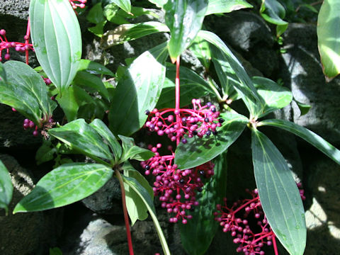 Medinilla speciosa