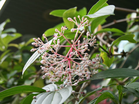 Medinilla speciosa