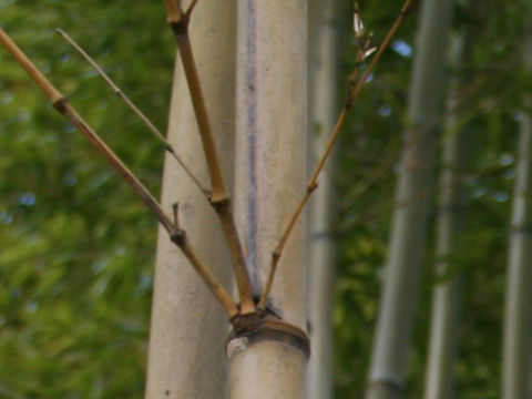 Phyllostachys nigra cv. Megurochiku