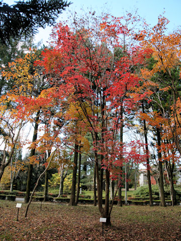 Acer maximowiczianum