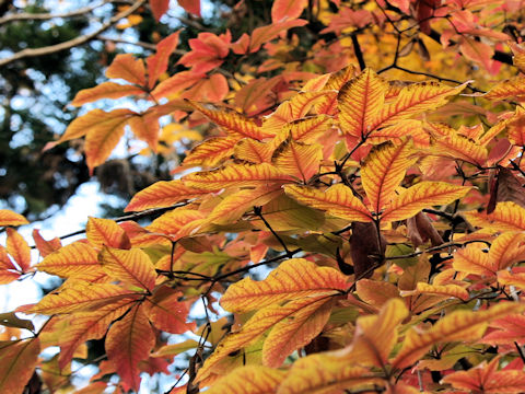 Acer maximowiczianum