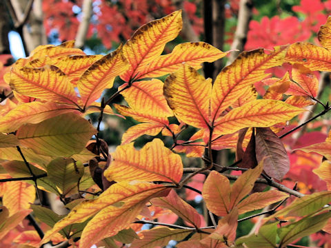 Acer maximowiczianum