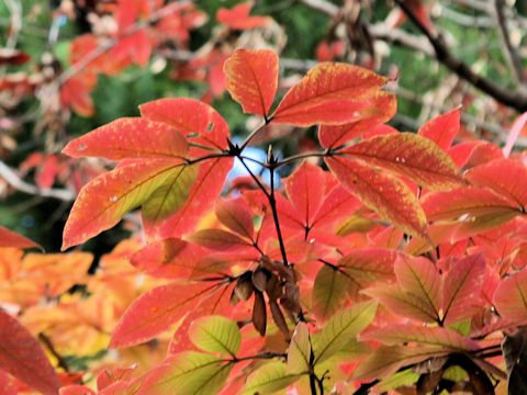 Acer maximowiczianum