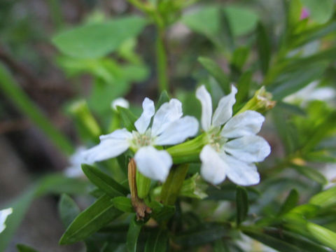 Cuphea hyssopifolia cv. Alba