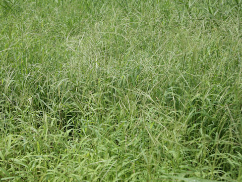 Digitaria ciliaris