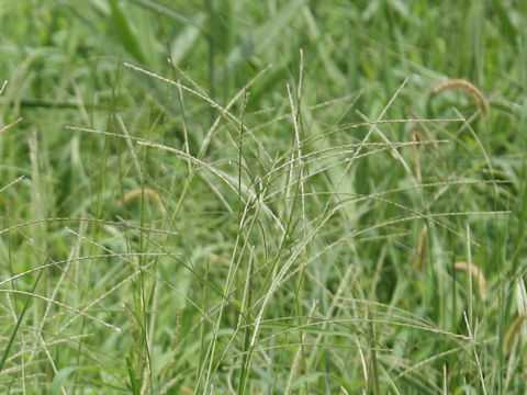 Digitaria ciliaris