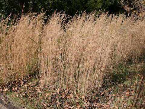 Andropogon virginicus