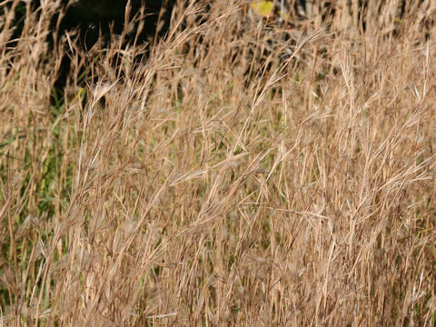 Andropogon virginicus