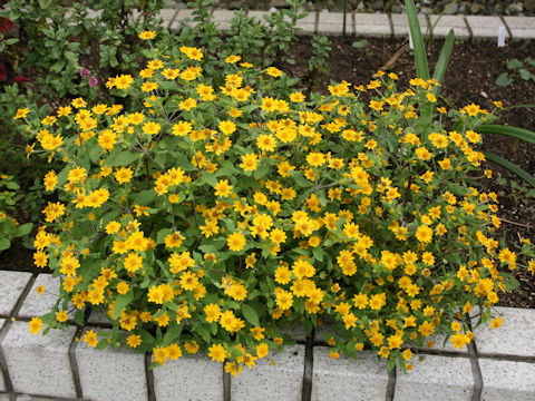 Melampodium paludosum