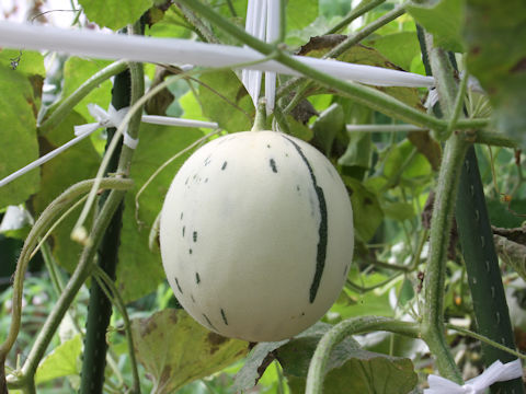 Cucumis melo cv. Tsuki-shizuku