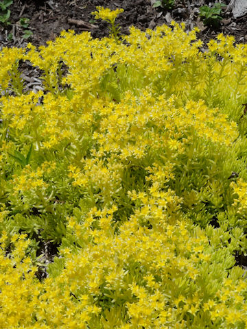 Sedum mexicanum