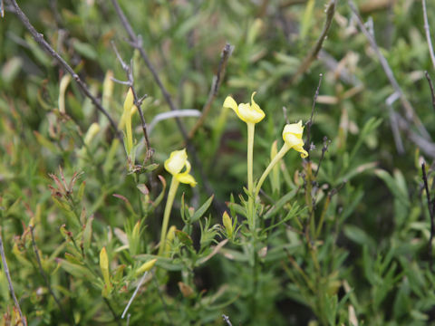 Menodora longiflora