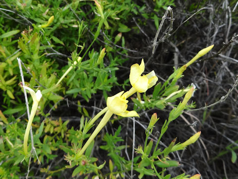 Menodora longiflora