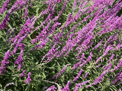 Salvia leucantha