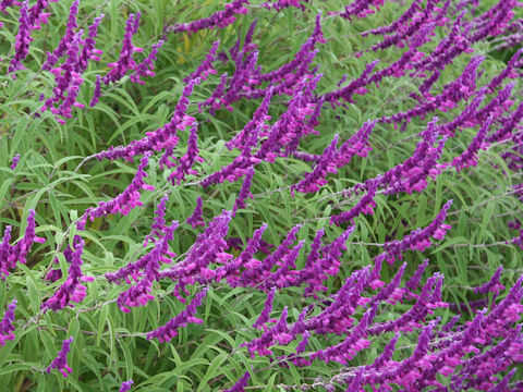 Salvia leucantha