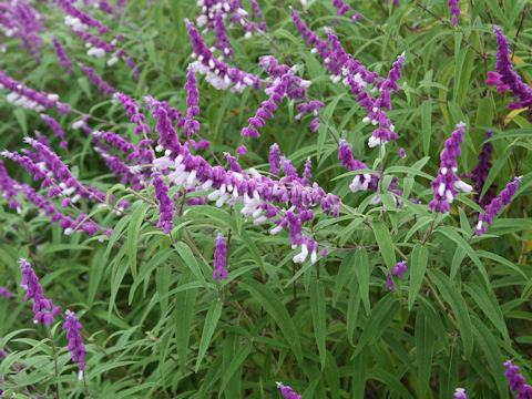 Salvia leucantha