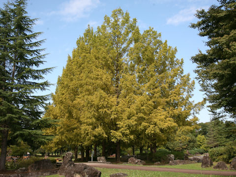 Metasequoia glyptostroboides