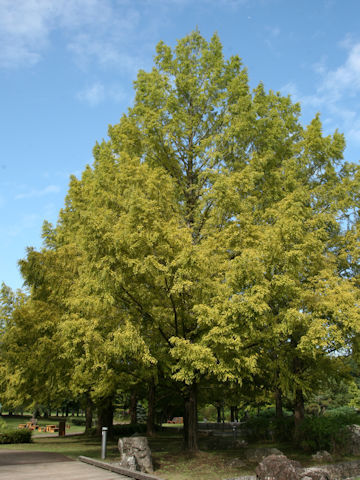 Metasequoia glyptostroboides