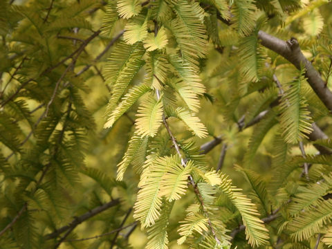 Metasequoia glyptostroboides