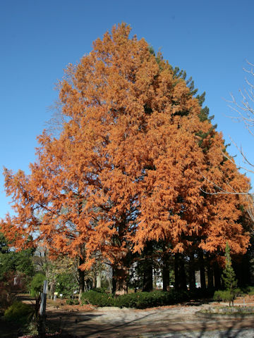 Metasequoia glyptostroboides