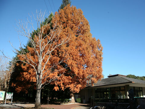 Metasequoia glyptostroboides