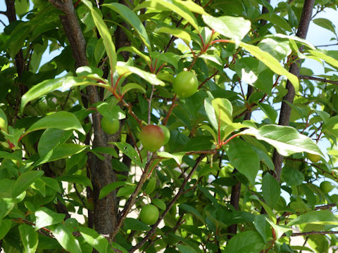 Prunus mexicana