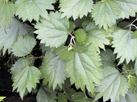 Boehmeria platanifolia