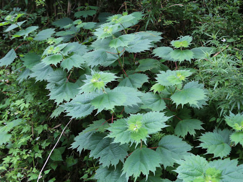 Boehmeria platanifolia
