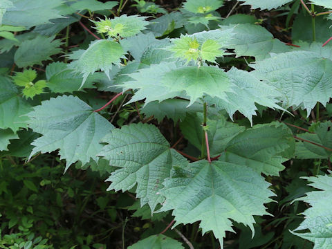 Boehmeria platanifolia