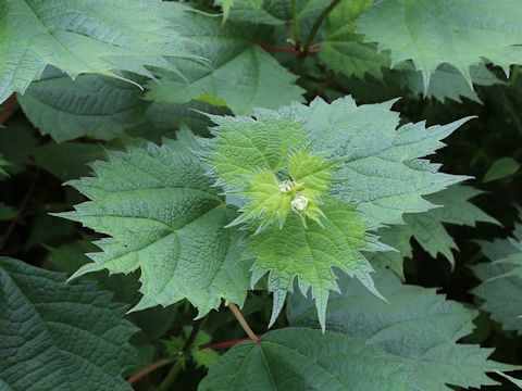Boehmeria platanifolia