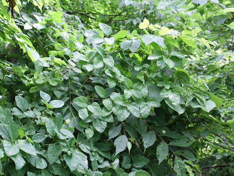 Akebia trifoliata