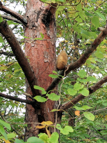 Akebia trifoliata