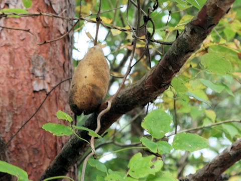 Akebia trifoliata