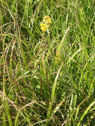 Solidago virgaurea ssp. leiocarpa f. japonalpestris