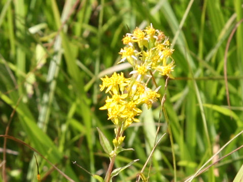 Solidago virgaurea ssp. leiocarpa f. japonalpestris